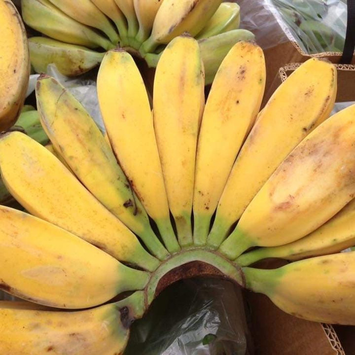 Terbaik 1 kg Pisang kepok Pontianak / pisang kepok manis