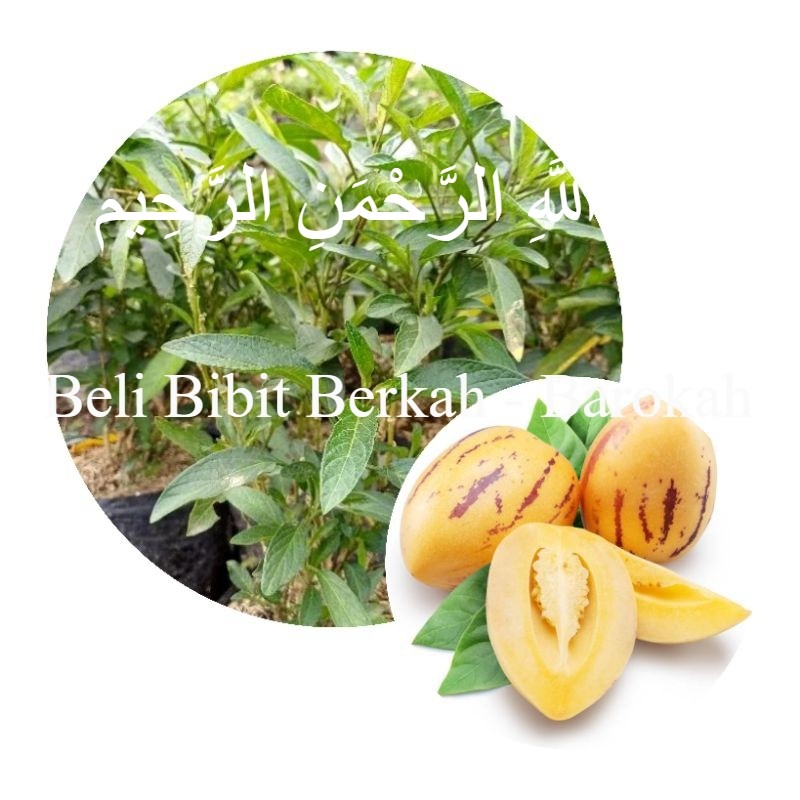 Bibit Tanaman Buah Pepino Kuning Pepino Melon