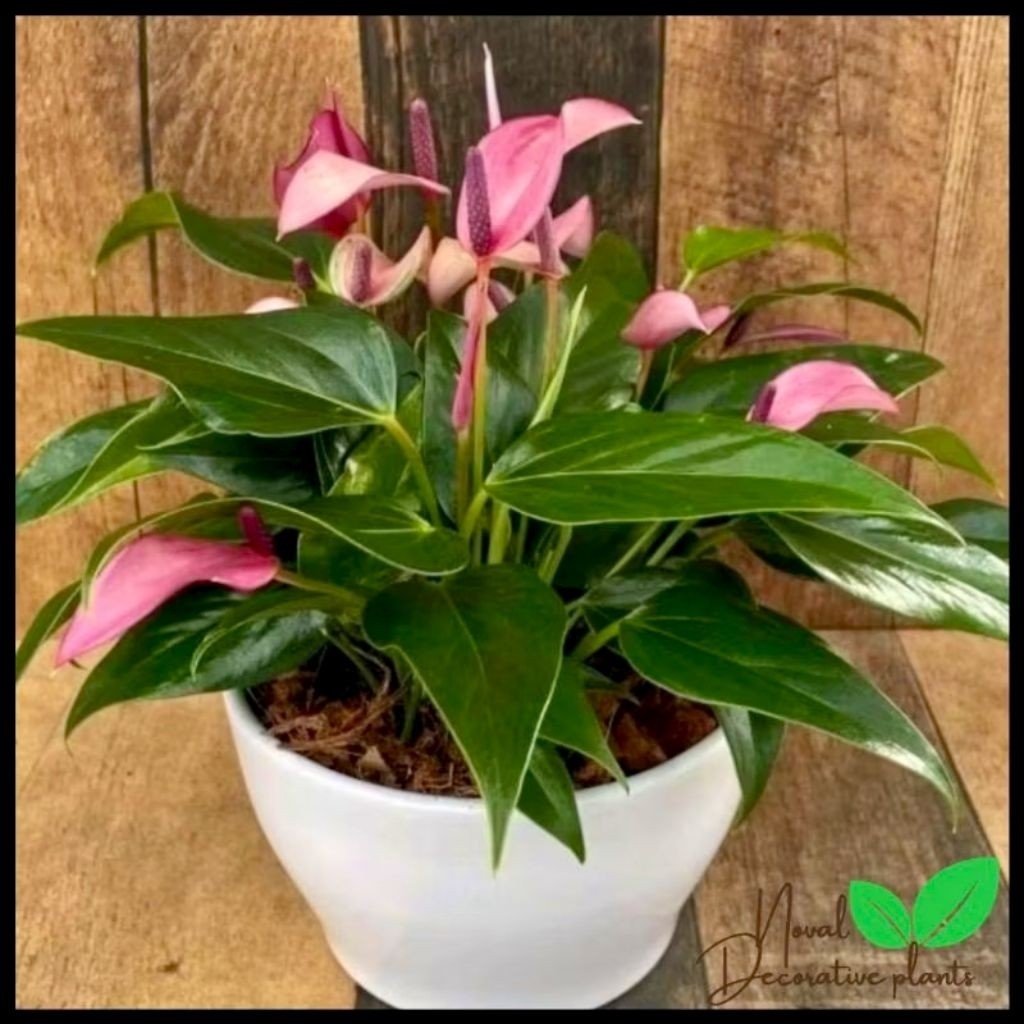 Anthurium Mickey Mouse Micro Atau Mickey Mouse Mini Original