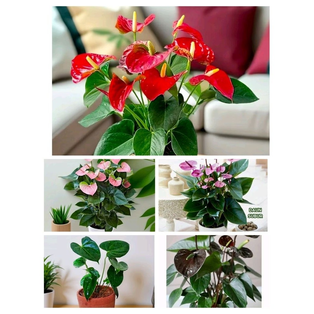 paketan 4 jenis bunga anthurium Mickey mouse merah ungu hitam pink original berkualitas