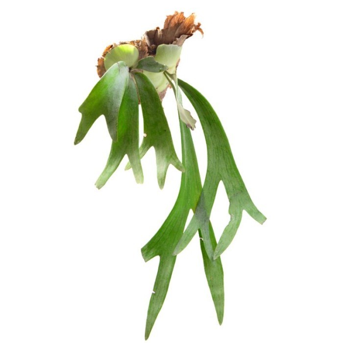 Tanaman Simbar Menjangan