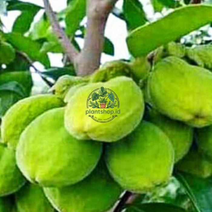bibit pohon gaharu super. Plantshop id