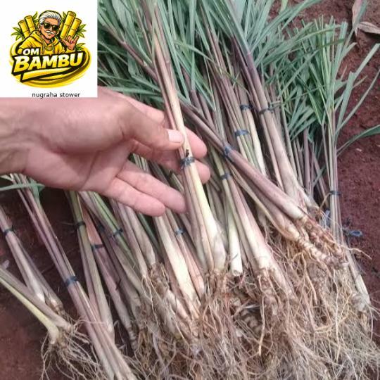 tanaman hias/ sereh wangi 1 kg sereh wangi/sereh merah