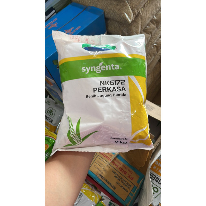 Bibit Jagung Perkasa NK6172 Bibit Jagung Perkasa 1kg Syngenta 6172 Exp 2026