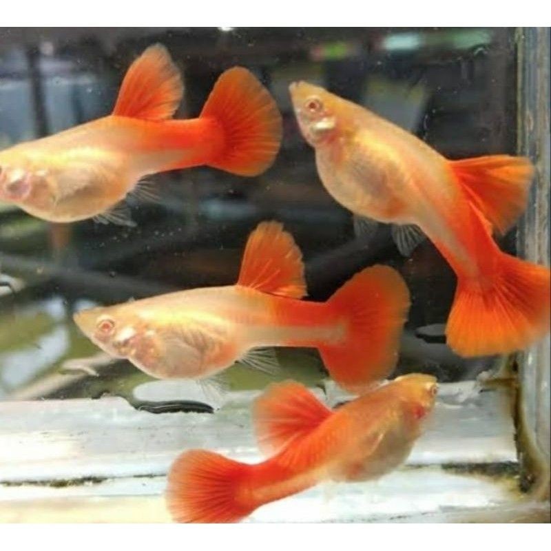 Hiasaan aquarium paket betina Betina 6 Guppy Afr Ful Telur Brewok