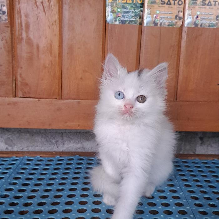 Kitten Persia Medium Odd Eye