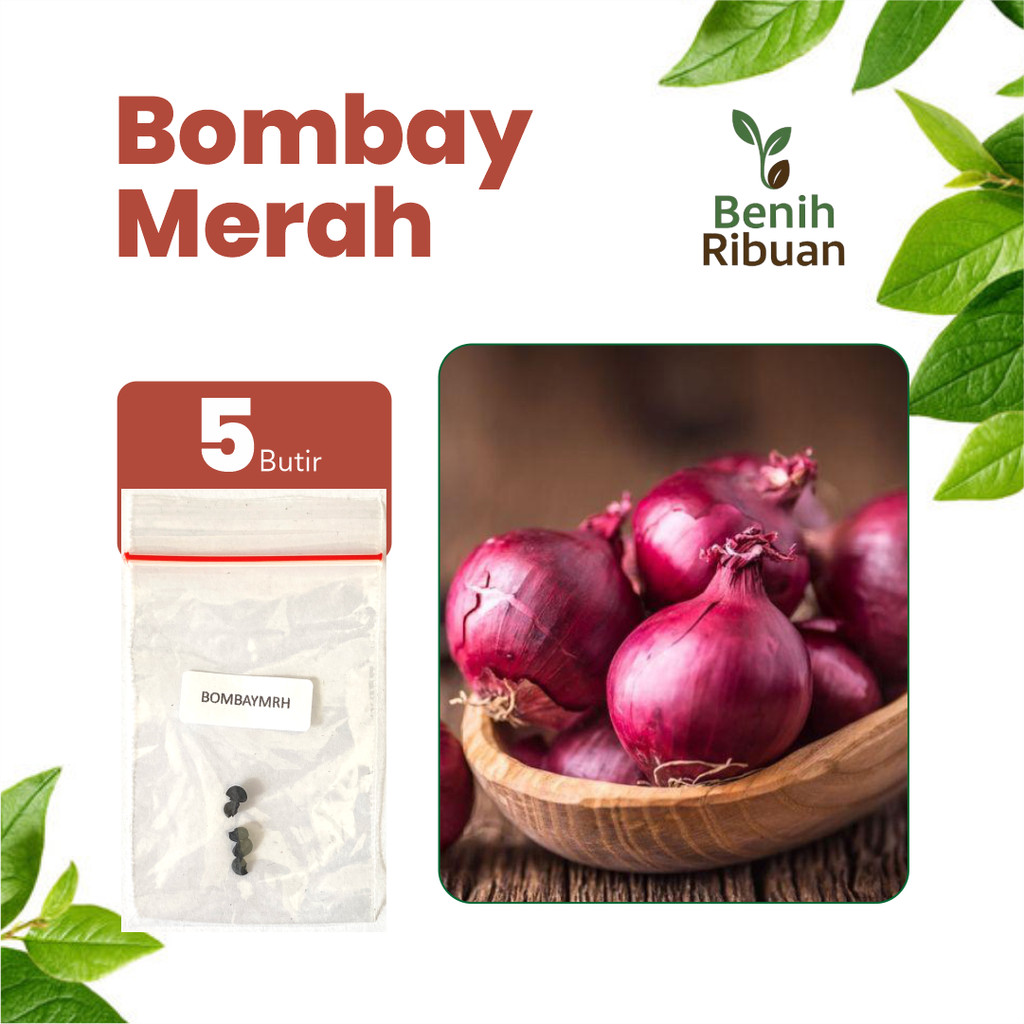 BENIH RIBUAN - Benih Bawang Bombay Unggul Isi Benih Bibit 5 Biji - Bawang Bombay Merah Red Onion Baw