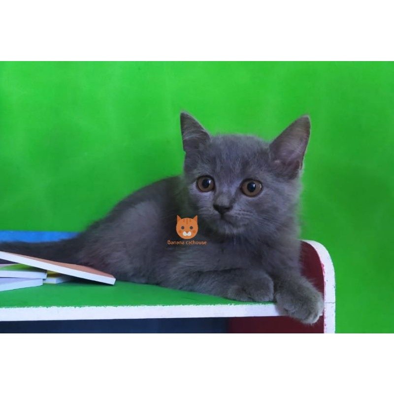 kucing shorthair abu Persia britis