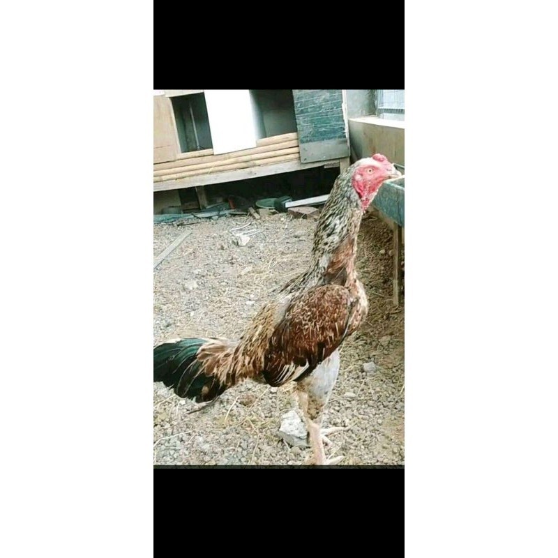 Telur Ayam aduan Fertil Garansi Telur Pecah | pamangon Gen bulbi