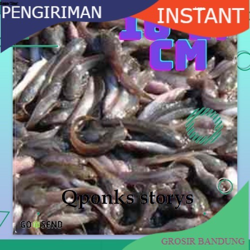 bibit lele ukuran 15-17 cm per ekor GROSIR BANDUNG