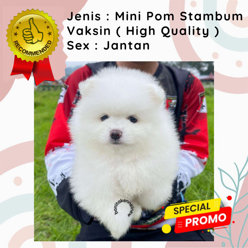 Anak Anjing Mini Pom Stambum Snow White Sable Jantan Mini Pomeranian