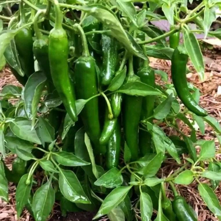 150 Biji Bibit Benih Cabe /CabaiHijau Besar Lombok Hibrida Pertiwi Tanaman Daun Tunggal Flavor Khas 