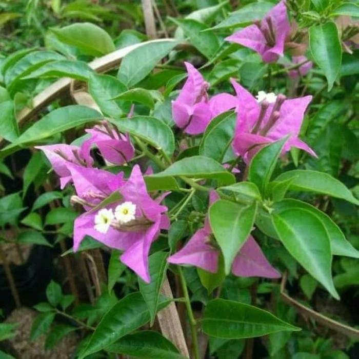 Bougenville Bunga Ungu /Tanaman Hias Bougenville
