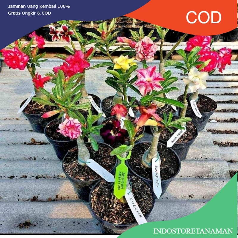 Adenium Hasil Grafting Size A Bunga Tumpuk Asli 100%