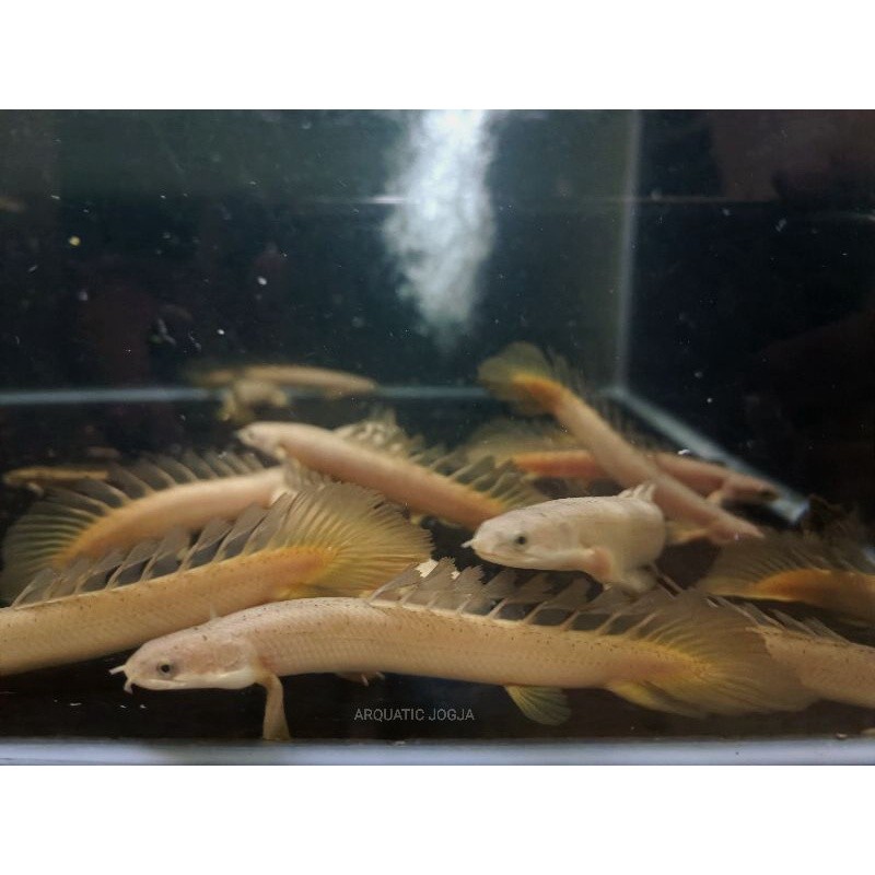 Palmas Leucistic Semi Slayer 7-8cm Diet Pelet bisa COD