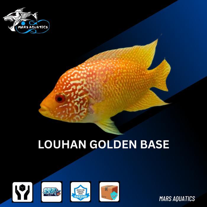 IKAN HIAS IKAN LOUHAN GOLDEN BASE GB GOODMARKING CICHLID GOLDEN BASE LOUHAN
