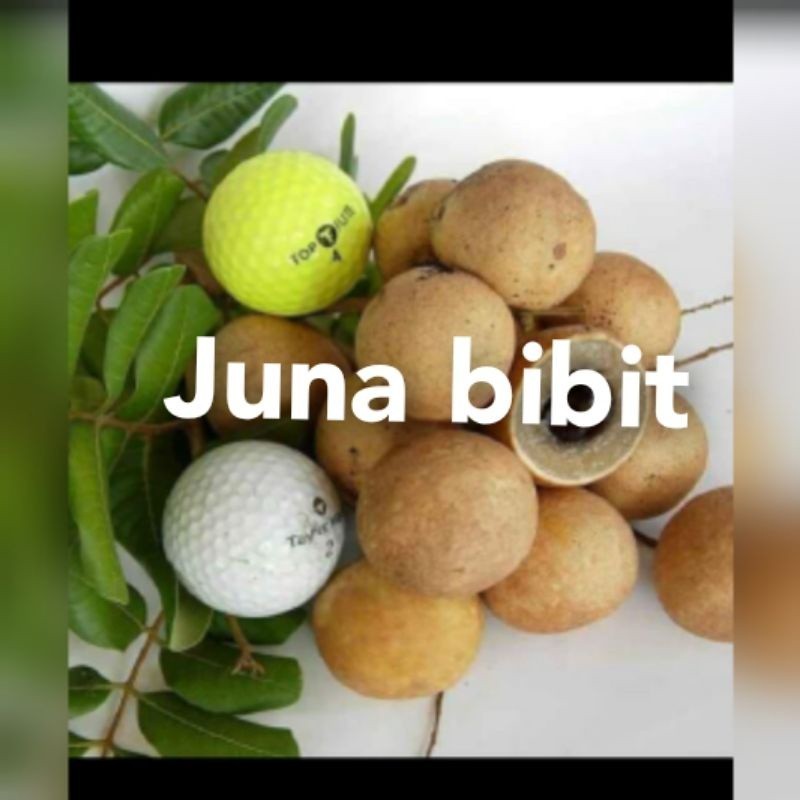 bibit buah kelengkeng pingpong OKULASI