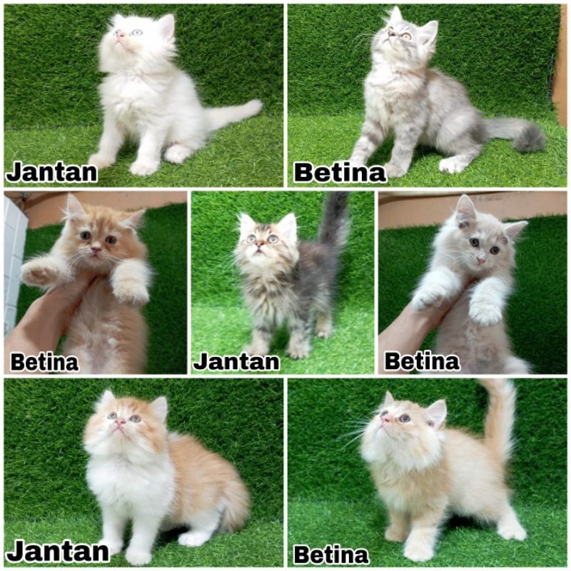 anakan Kucing Persia longhair bulu kapas