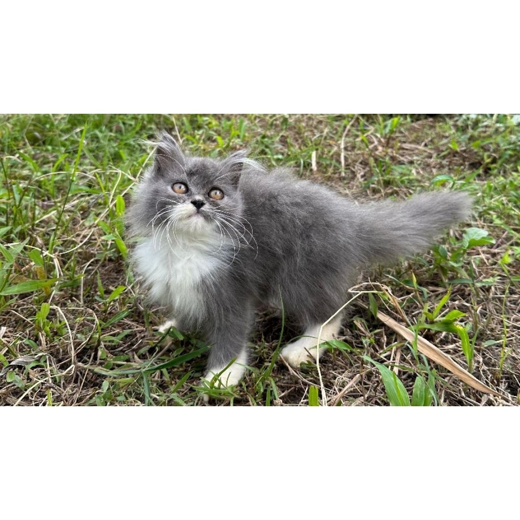KUCING PERSIA MEDIUM BETINA 2 BULAN BICOLOR BLUE