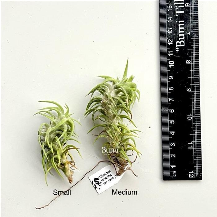 Tillandsia ionantha var. vanhyningii -  import BUMI Air Plant Udara - Small