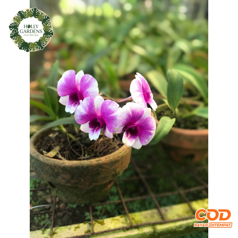 Anggrek Dendrobium yaya compactum