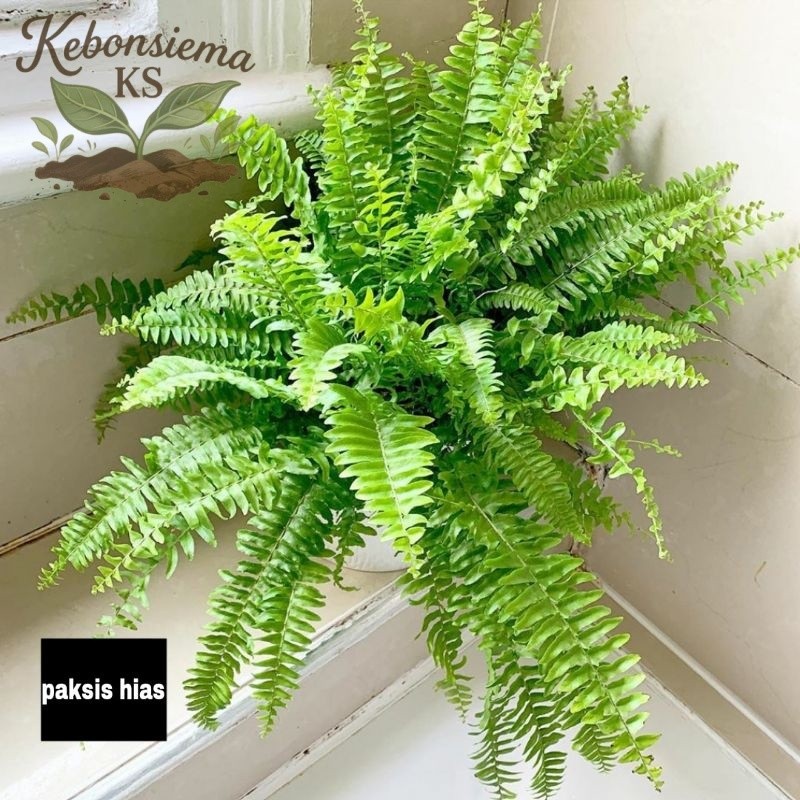 murah tanaman hias pakis kelabang ukuran jumbo