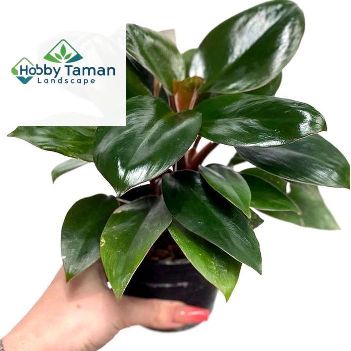 tanaman Philodendron red congo - tanaman hias philodendron red congo