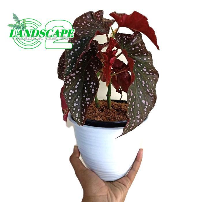 Tanaman hias begonia mocca - Begonia moca - Begonia Moka daun hiasan