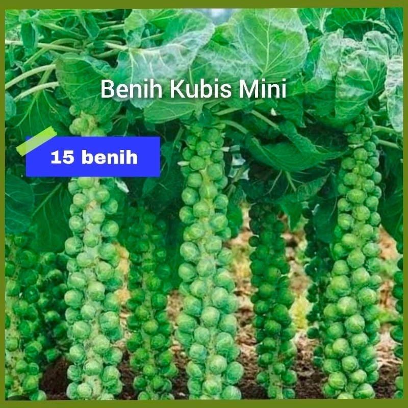 Benih Kubis Mini Bibit Unggul Pilihan (100 biji)