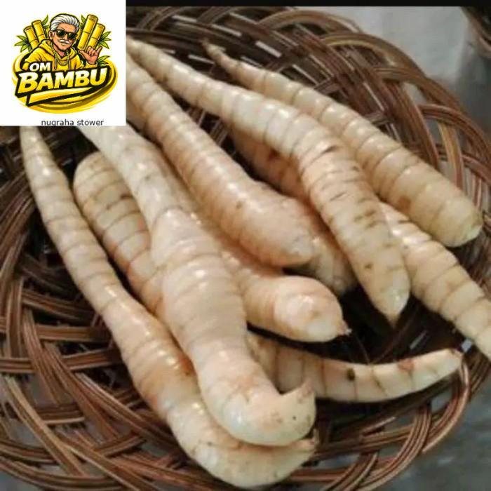 Umbi Garut Segar Umbi Garut Fresh Umbi Garut Super 1Kg