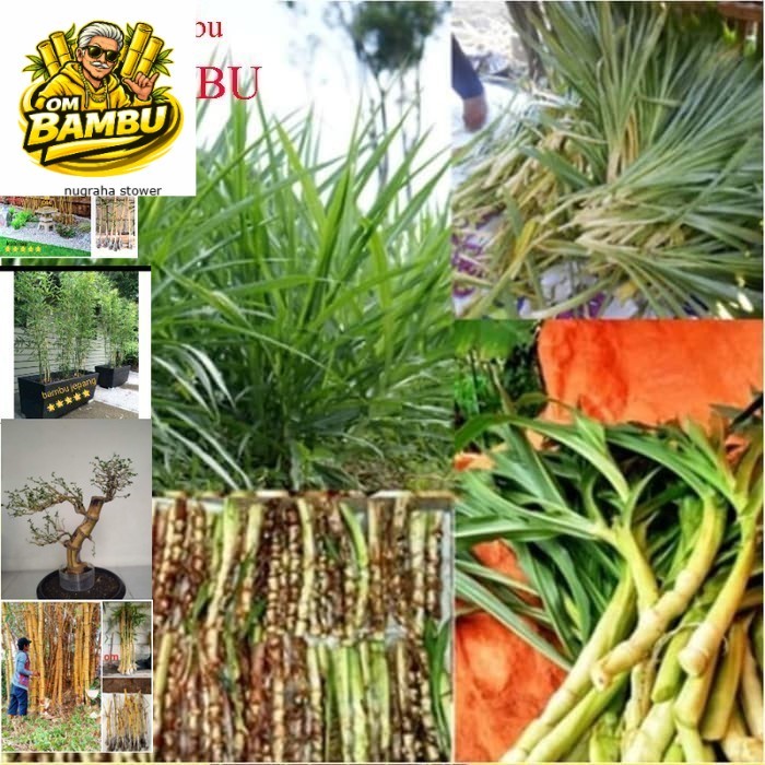 Benih ODOT KOLONJONO 1Kg RUMPUT GAJAH Rumput Odot