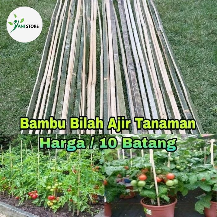 Paket 10 Batang Bambu Ajir / Bambu Ajir Tanaman / Bilahan Bambu Ajir T150cm