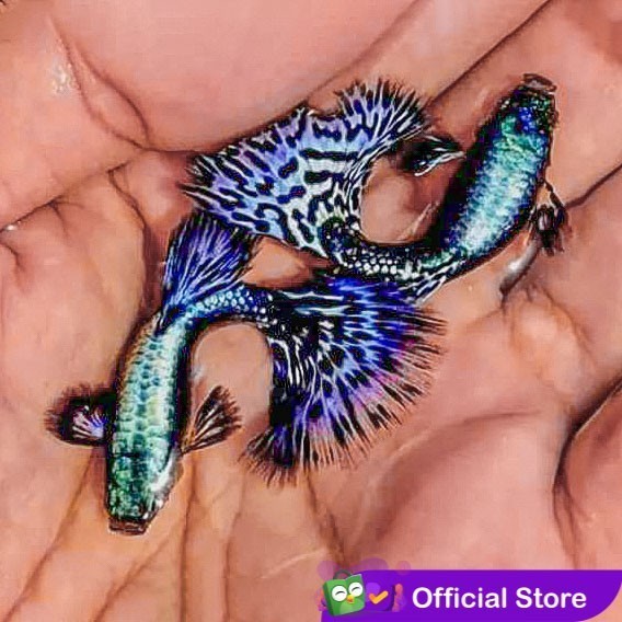 Guppy Blue Ivory / Ikan Hias Air Tawar Aquascape