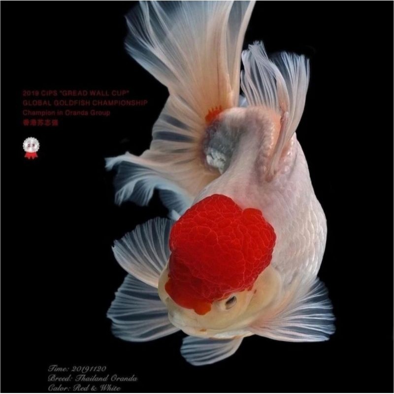 Hiasan aquarium Ikan Koki Oranda Red Cup hiasan tancho aquarium topi merah hias kolam Red cap tanco