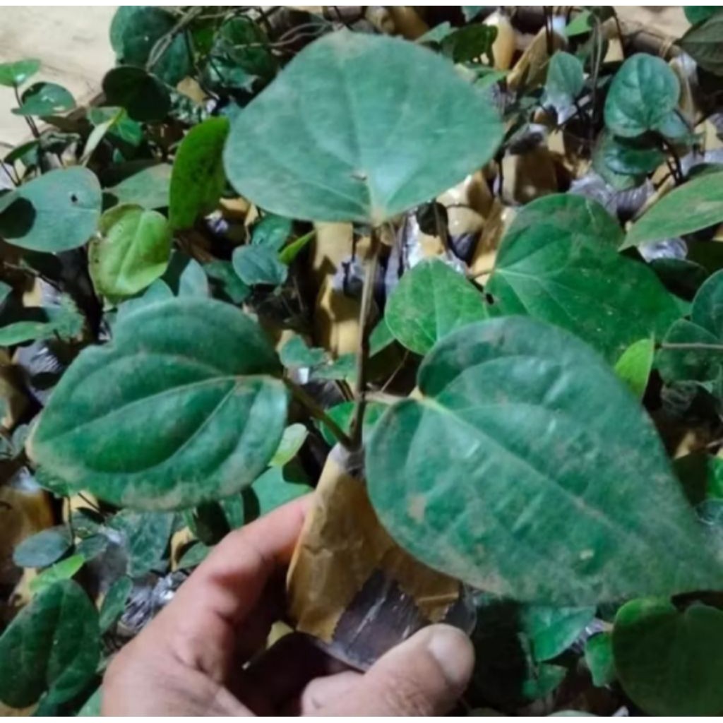 bibit tanaman lada hitam asli