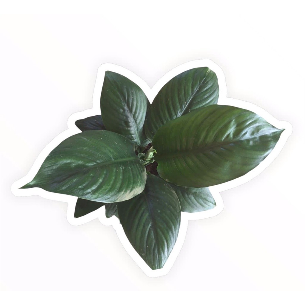 SPATHIPHYLLUM MUANA LOA - Tanaman hias sepatufilm muana loa