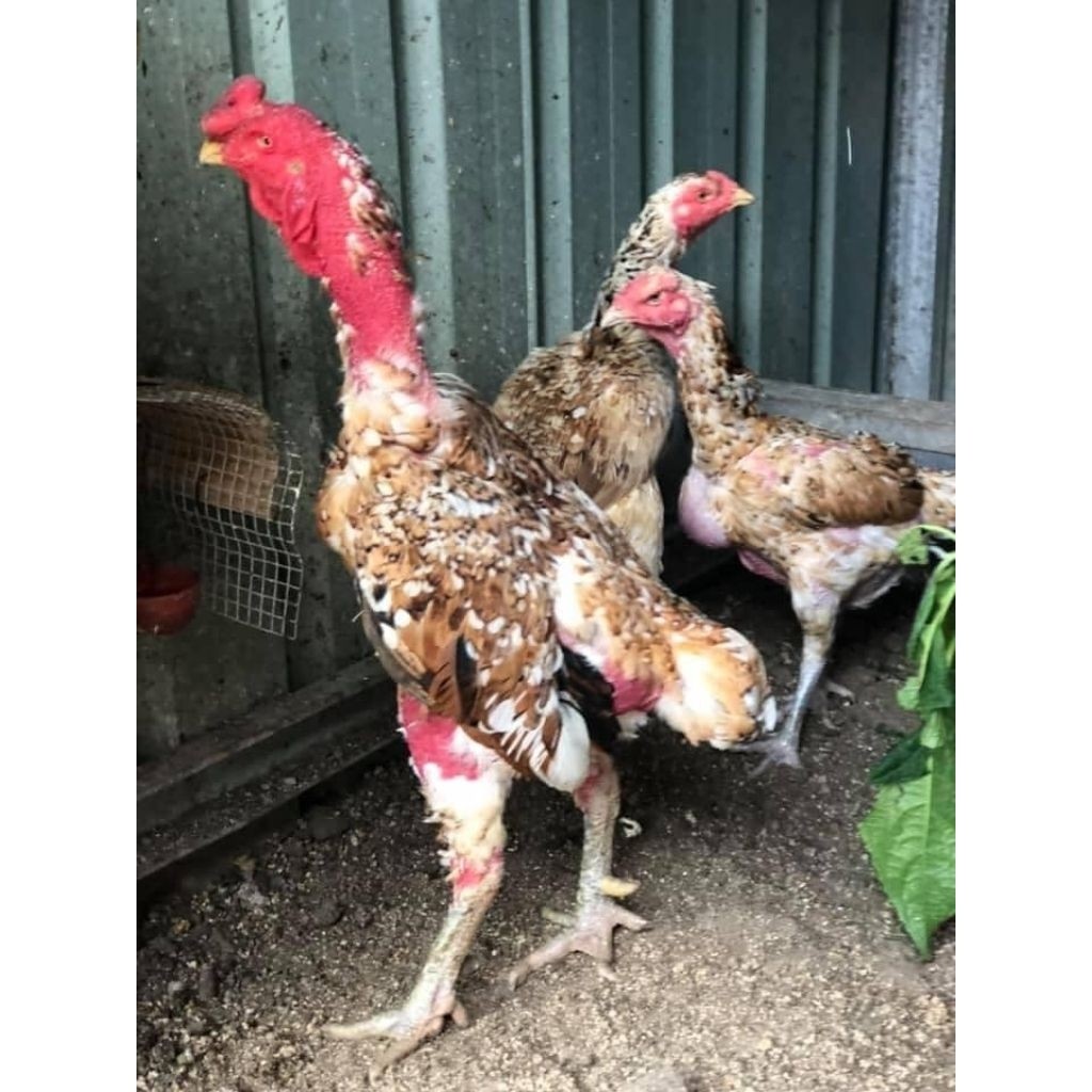 Telur Fertil Ayam Ganoi Ori /Ayam Ganoi kaki Gunung telur Fertil siap untuk ditetaskan