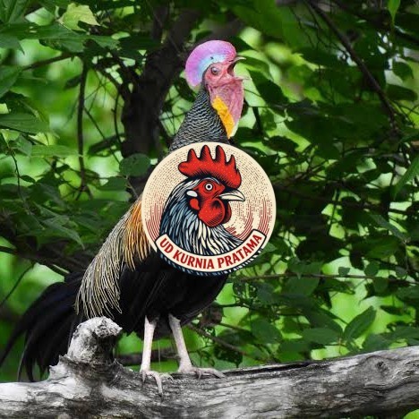 Telur ayam hutan x jawa / telur ayam hias / telur fertil siap cod UD KURNIA PRATAMA