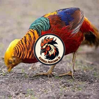 telur ayam golden pheasant hias fertil siap ditetaskan - golden pheasant KURNIA PRATAMA ID