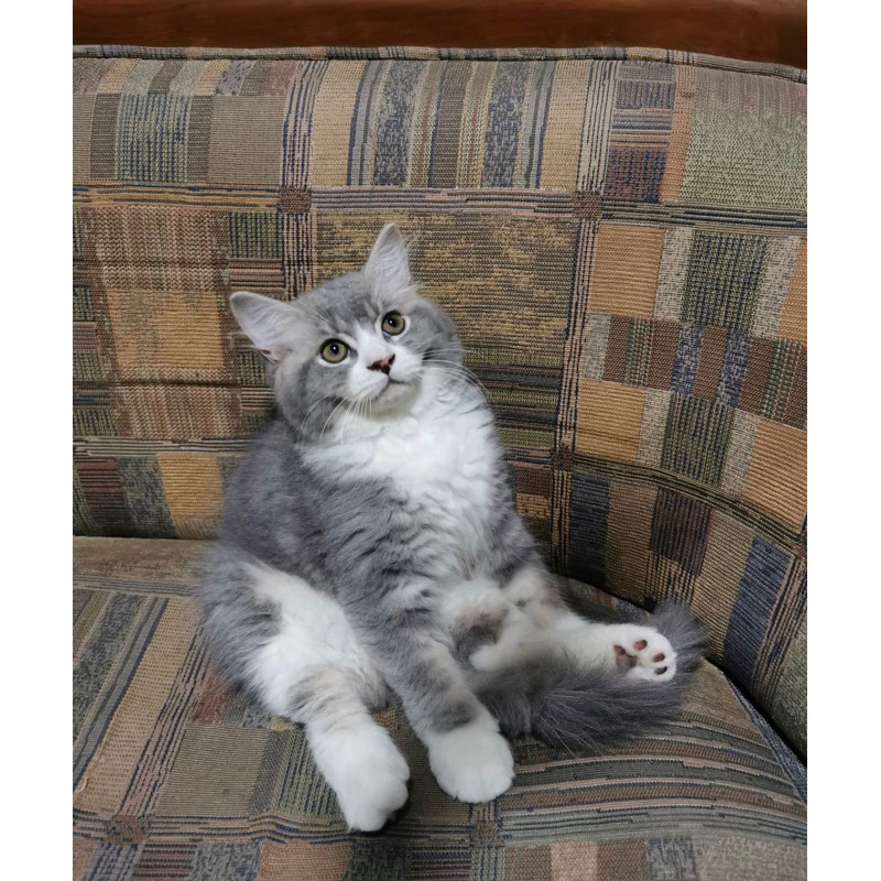 kucing persia jantan