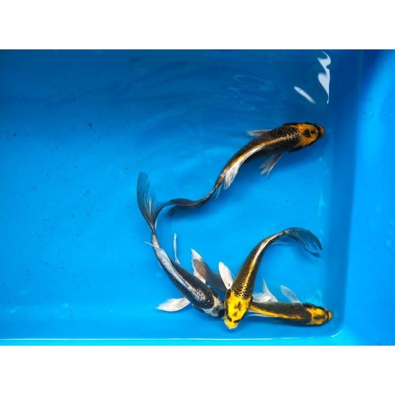 hias Ikan koi kabuto slayer size 8-12 cm