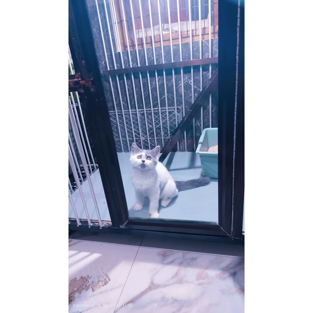 kucing british bicolor