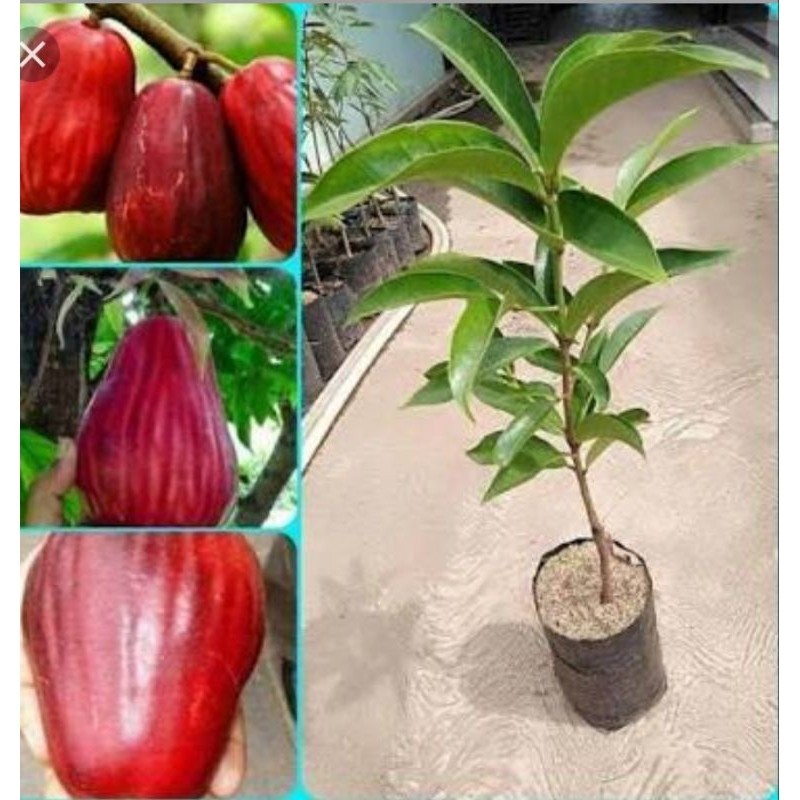 BIBIT JAMBU  JAMAIKA ASLI OKULASI/SAMBUNG CEPAT BERBUAH