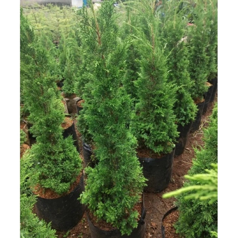 Tanaman hias cemara lilin  tinggi 50cm+ tanaman hias cemara cemara lilin Cemara Natal Cemara lilin