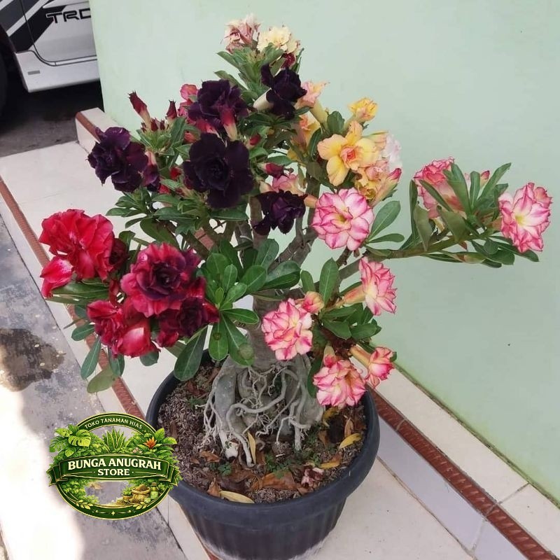 NEW Adenium Kamboja / Adenium Kamboja Bunga Tumpuk / Adenium kamboja Jepang / Adenium kamboja 1000 B