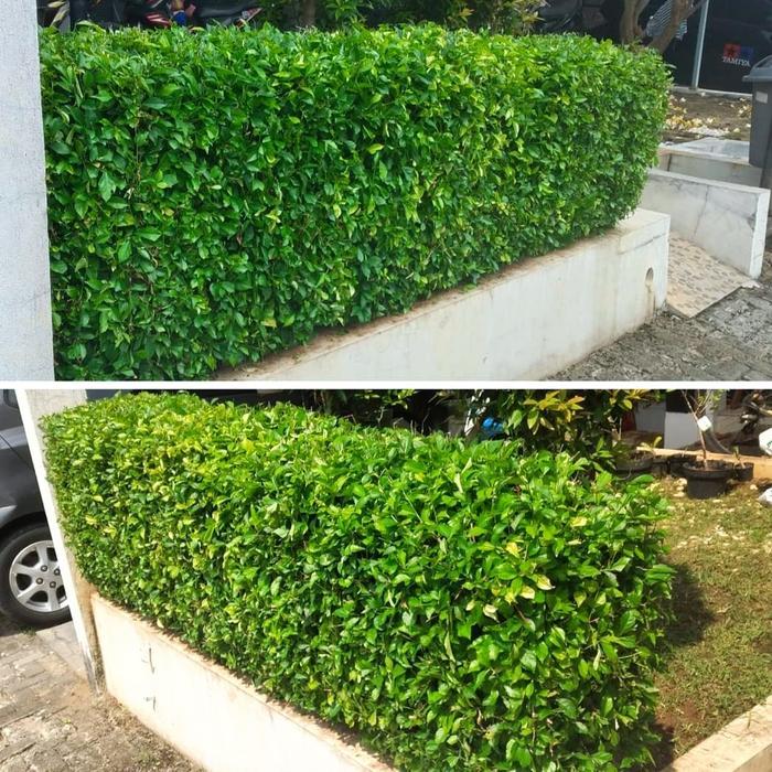 tanaman pagar teh tehan murah - pohon teh tehan pagar