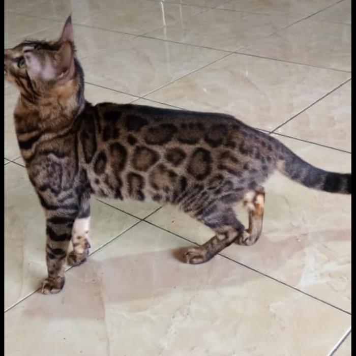 kucing bengal betina 1th parent import good girl