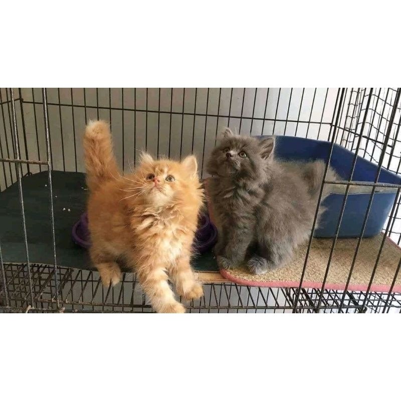 Kucing persia Anggora murah KHUSUS WARNA ABU