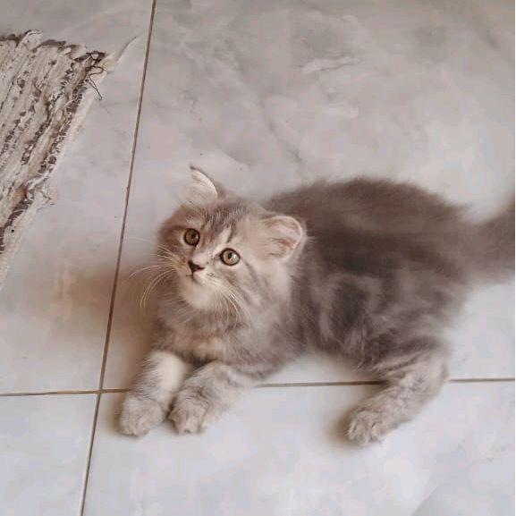 Kucing Munchkin Gaelic fold ns persia anggora