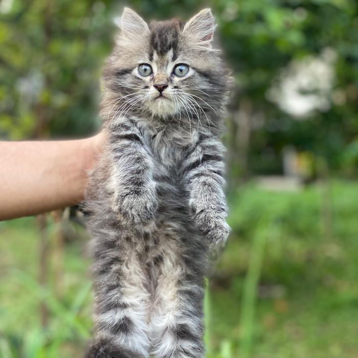 jual kucing mainecoon jantan lucu